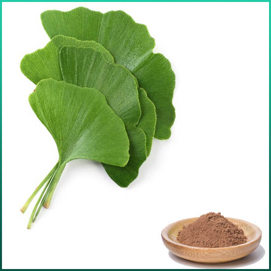 Sliocht Ginkgo Biloba